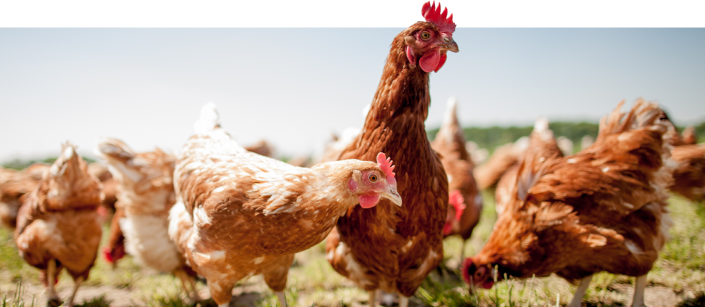 Image de poule
